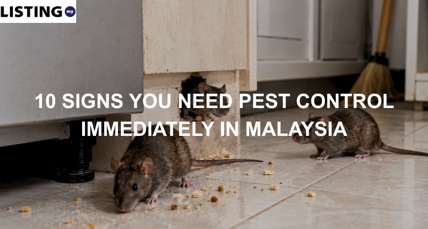Three rodents searching for food on a kitchen floor near damaged cabinets, showing clear signs of indoor rodent infestation.